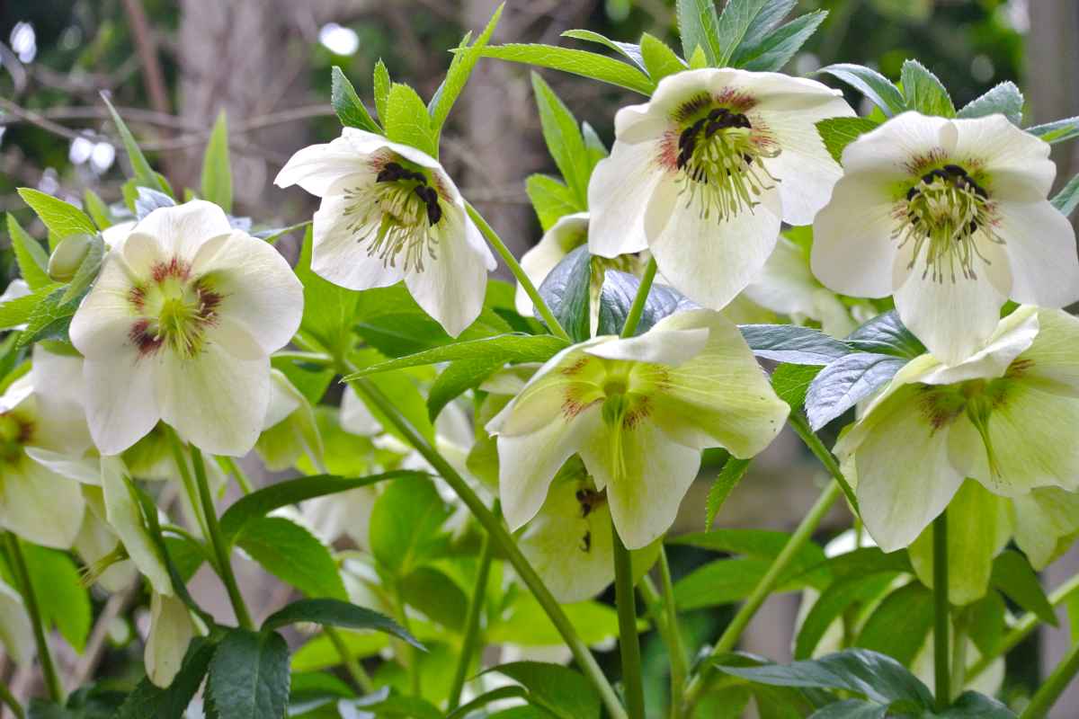 Hellebores in the wild in a forest