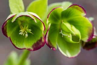 Smelly hellebore, two flowers of the Helleborus foetidus species in the wild