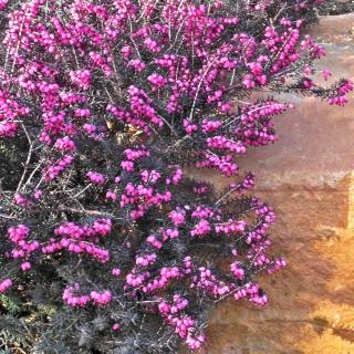 Kramer's Red, or Kramer's Rote, a heather variety that cascades over pots