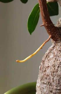 Root forming on a ficus ginseng