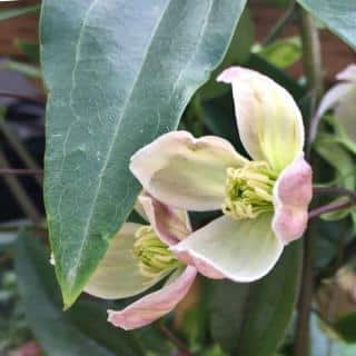 The apple blossom clematis smells delicious, like almond marzipan