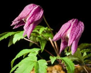 Clematis alpina varieties, here with pink flowers