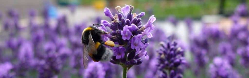 Short, stocky bumblebee on short, stocky lavender