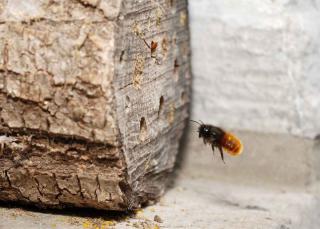 Mason bee shelter in an old log