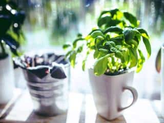 Growing basil for its benefits