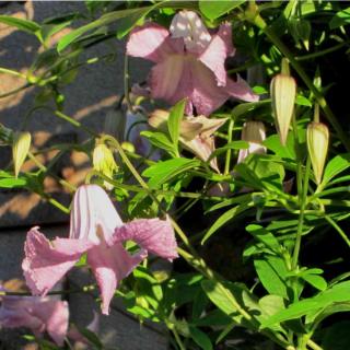 Betty corning Clematis variety