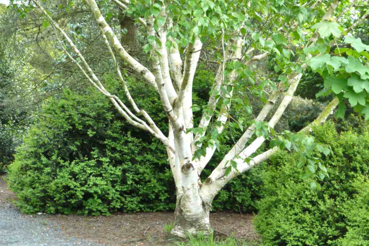 Betula utilis jacquemontii, the himalayan birch