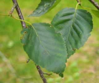 Two betula utilis jacquemontii leaves