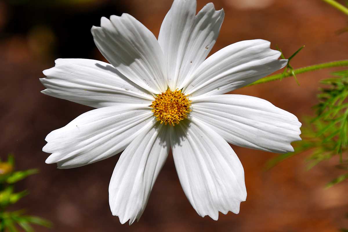 White flowers