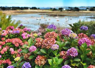 A seashore in Brittany with hydrangea and sailboats