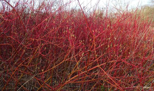 Shrub bed with red dogwood stems