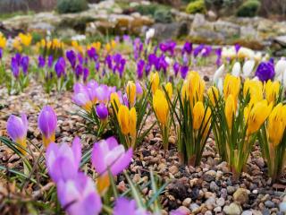 Flowers for spring in rocky soil