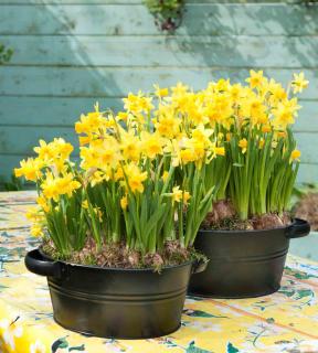 Two old cooking pots with daffodils in them