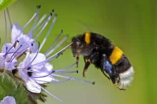 Bumblebee hovering near a flower