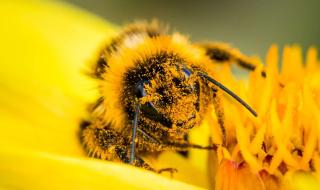 Bumblebee covered in yellow pollen on a yellow flower