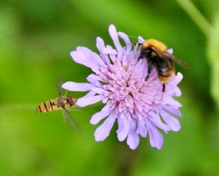 Bumblebee and hoverfly pollinating a flower