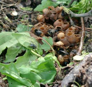 Bumblebee nest in the ground