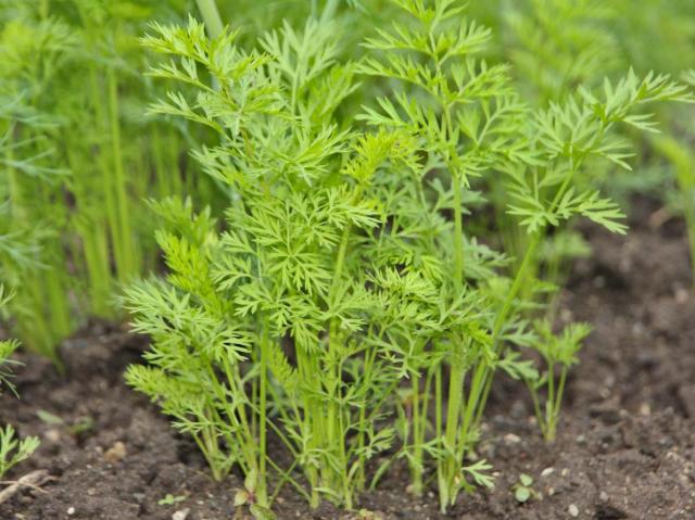 Carrot growing in a raised bed
