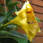 yellow chalice vine flower with red like