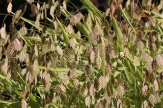 Chasmanthium latifolium care