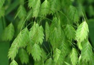 Landscaping uses for Chasmanthium latifolium