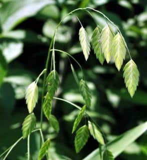 Green seed clusters for chasmanthium latifolium