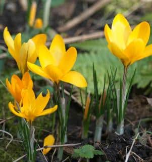 Crocus flowers emerging from the ground
