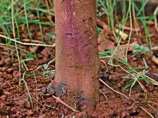 Citrus foot rot, also called root rot, is severe but it can be treated