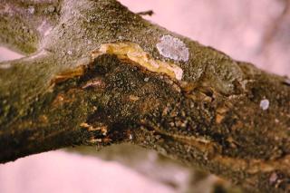 Burst bark on a citrus tree due to phytophthora