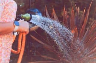 Palm-like plant getting the hose treatment