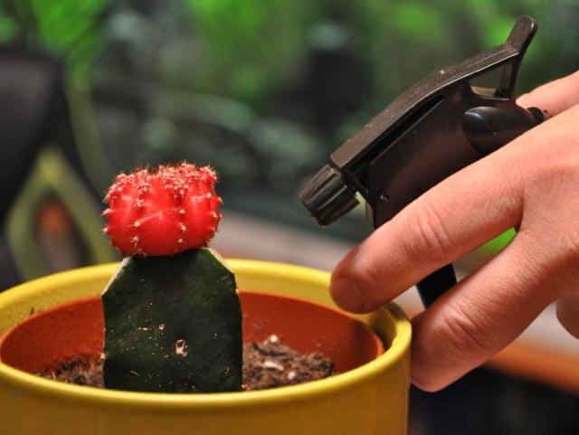 Spray and sponge is easiest to clean houseplants