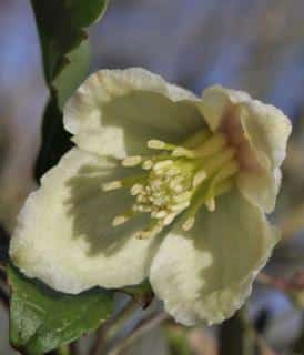 watering cirrhosa clematis