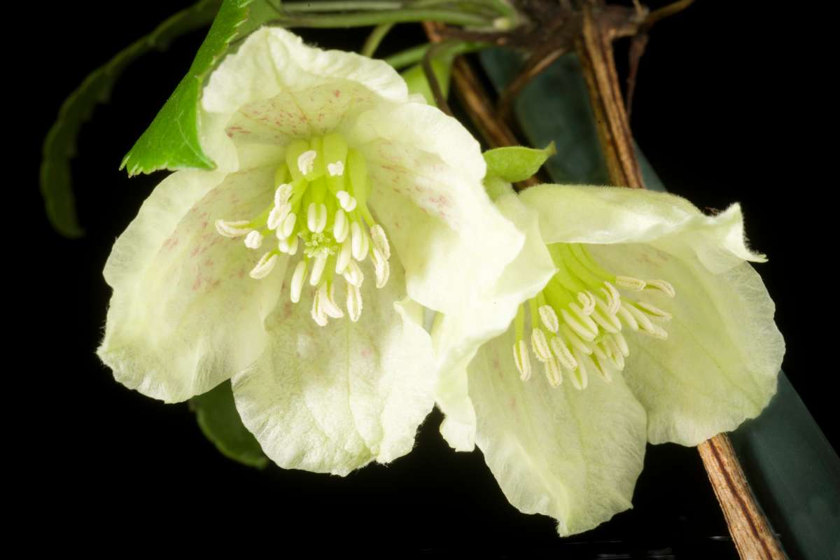 Two white clematis cirrhosa flowers