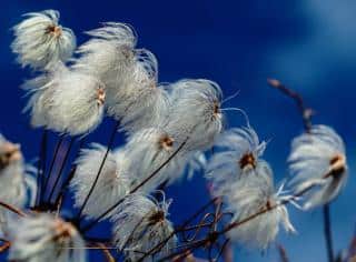Clematis wispy seed heads