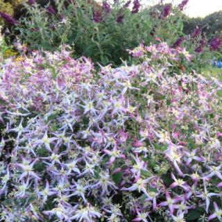 The rubrimarginata, or red-rimmed clematis, smells divine