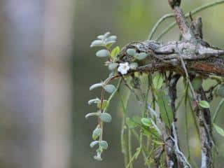 Codonanthe deviosana