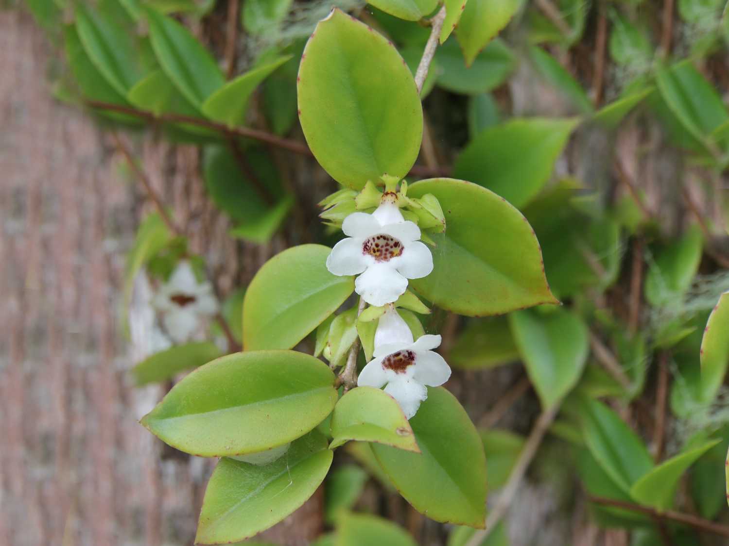 Codonanthe