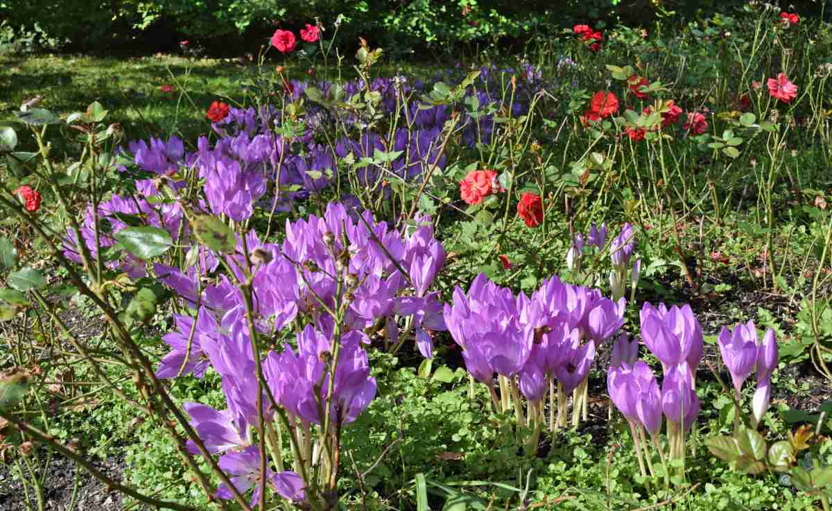 Landscaping with colchicum