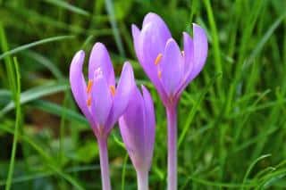 Planting colchicum