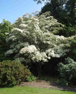 Large Japanese dogwood in a garden landscape