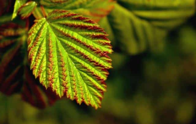 Planting corylopsis to give it nutrients