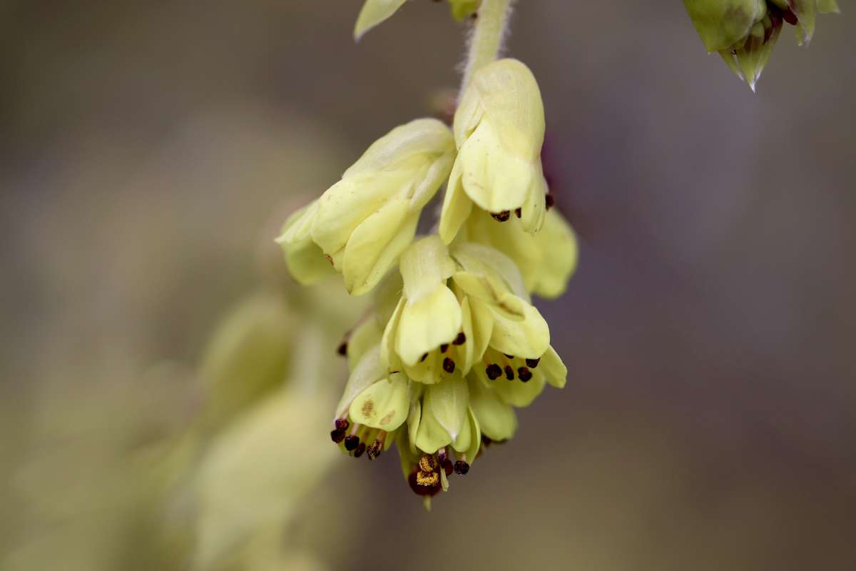 Corylopsis flower, pale yellow