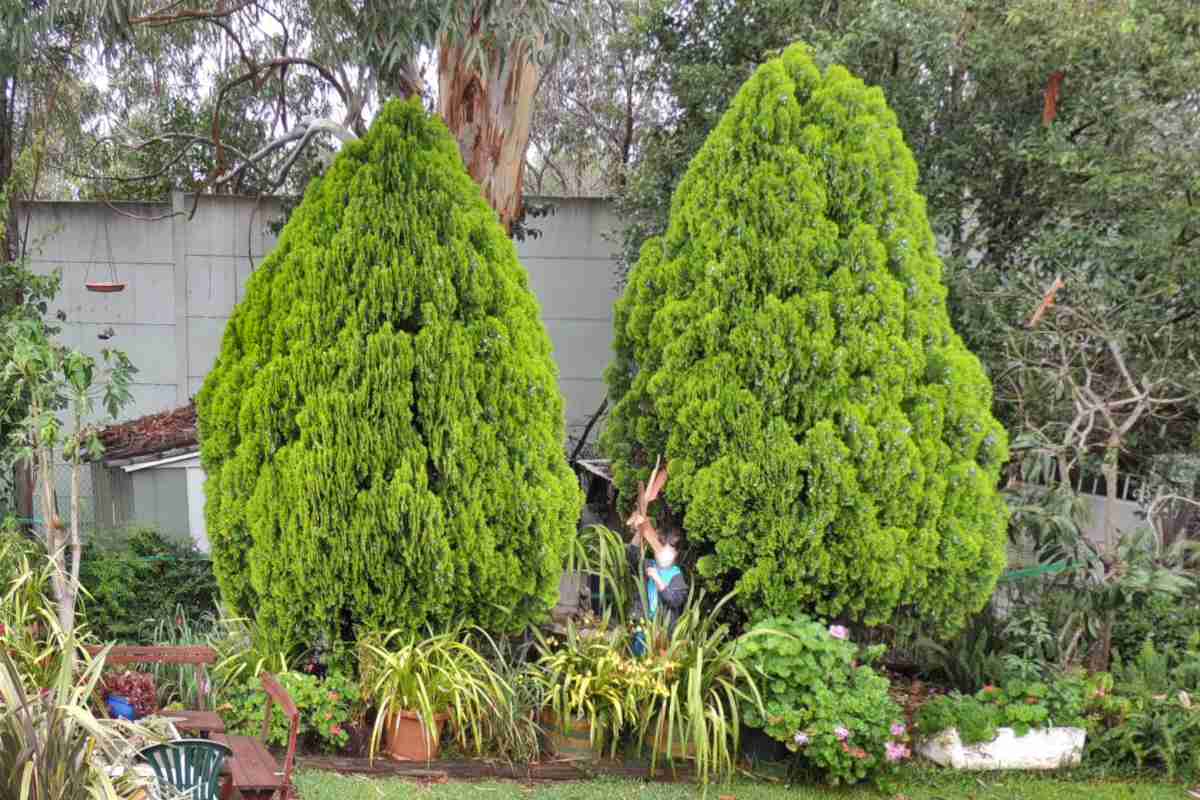 pruning thuja