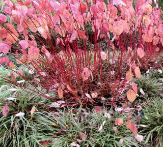 Dogwood with red stems and red leaves in fall