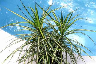 Dracaena marginata kiwi in a pot near a pool