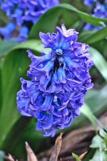 Hyacinth is among the earliest bulb flowers