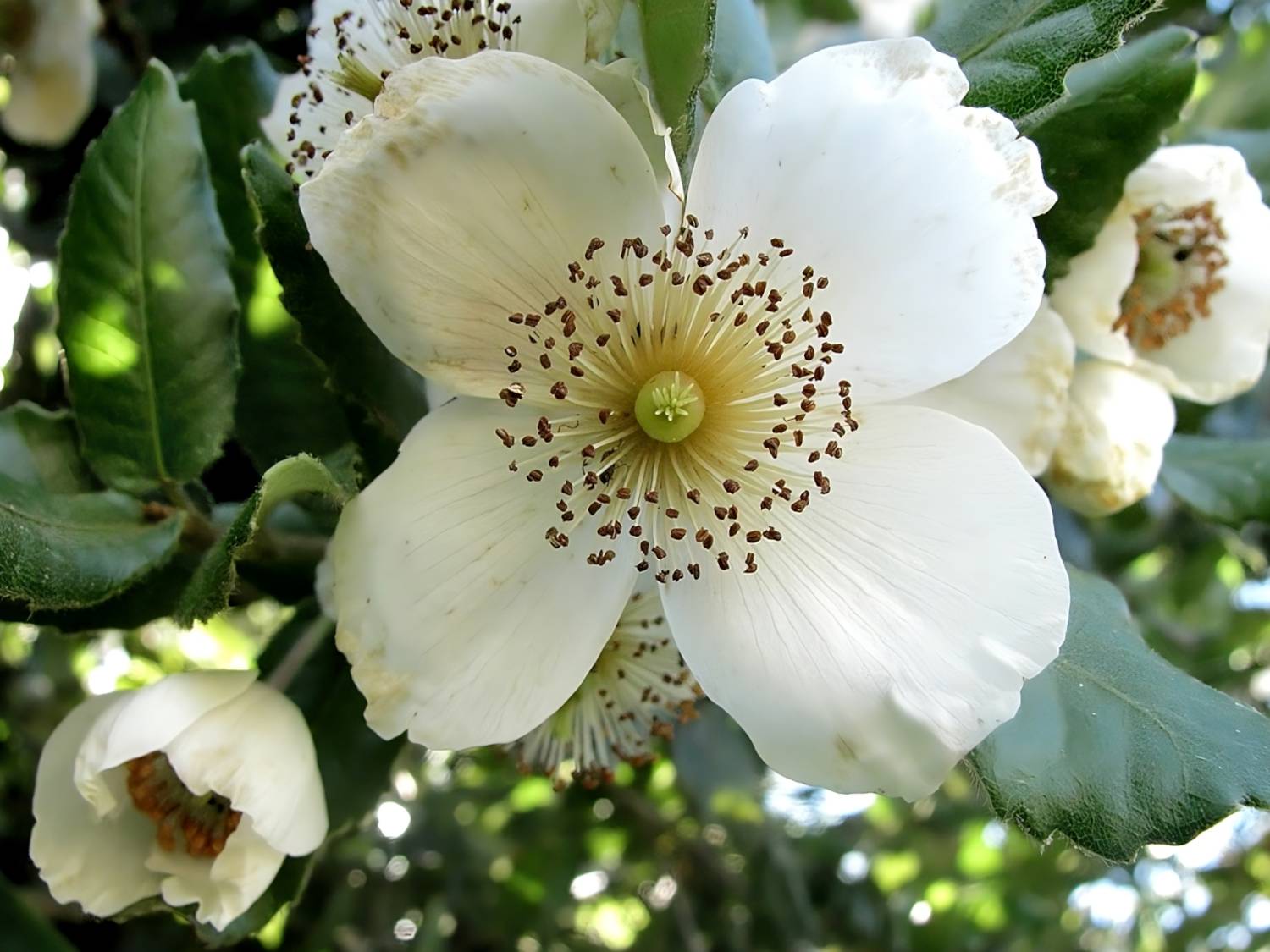 Eucryphia planting and care