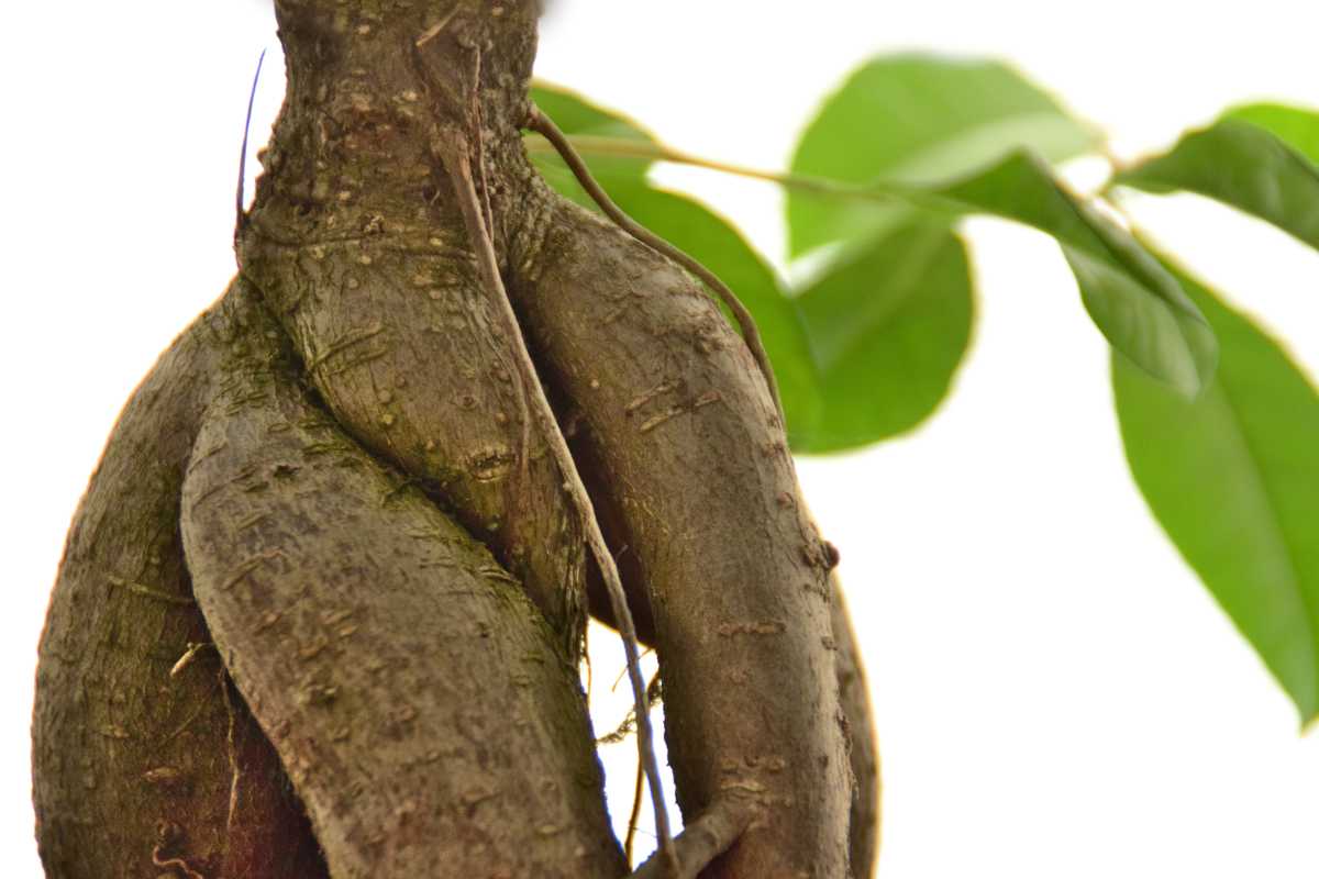Air root on a ficus ginseng