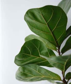 Different varieties of ficus lyrata differ in size