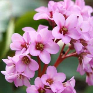 Bergenia is a great early blooming perennial